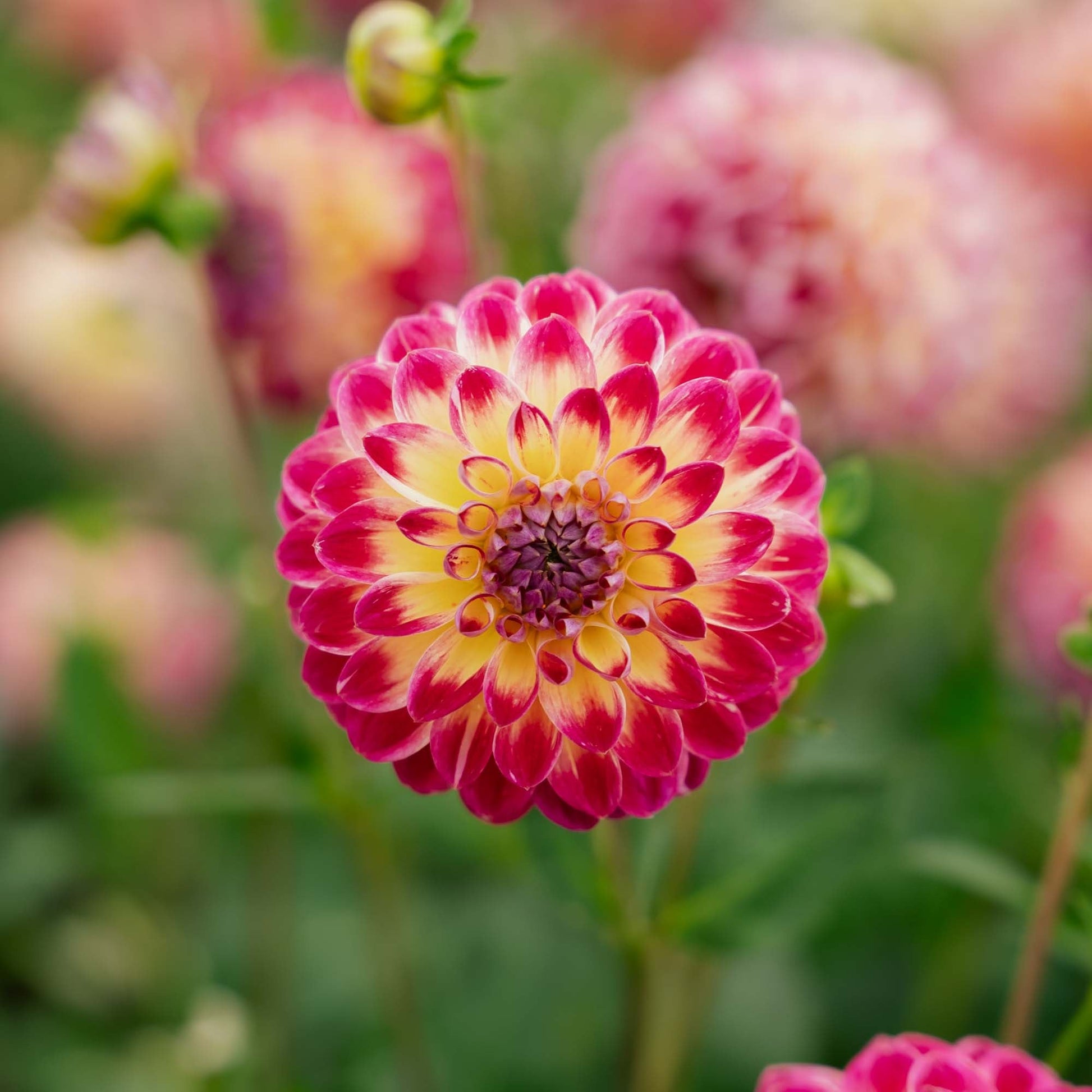 Dalia 'Hapet Daydream'