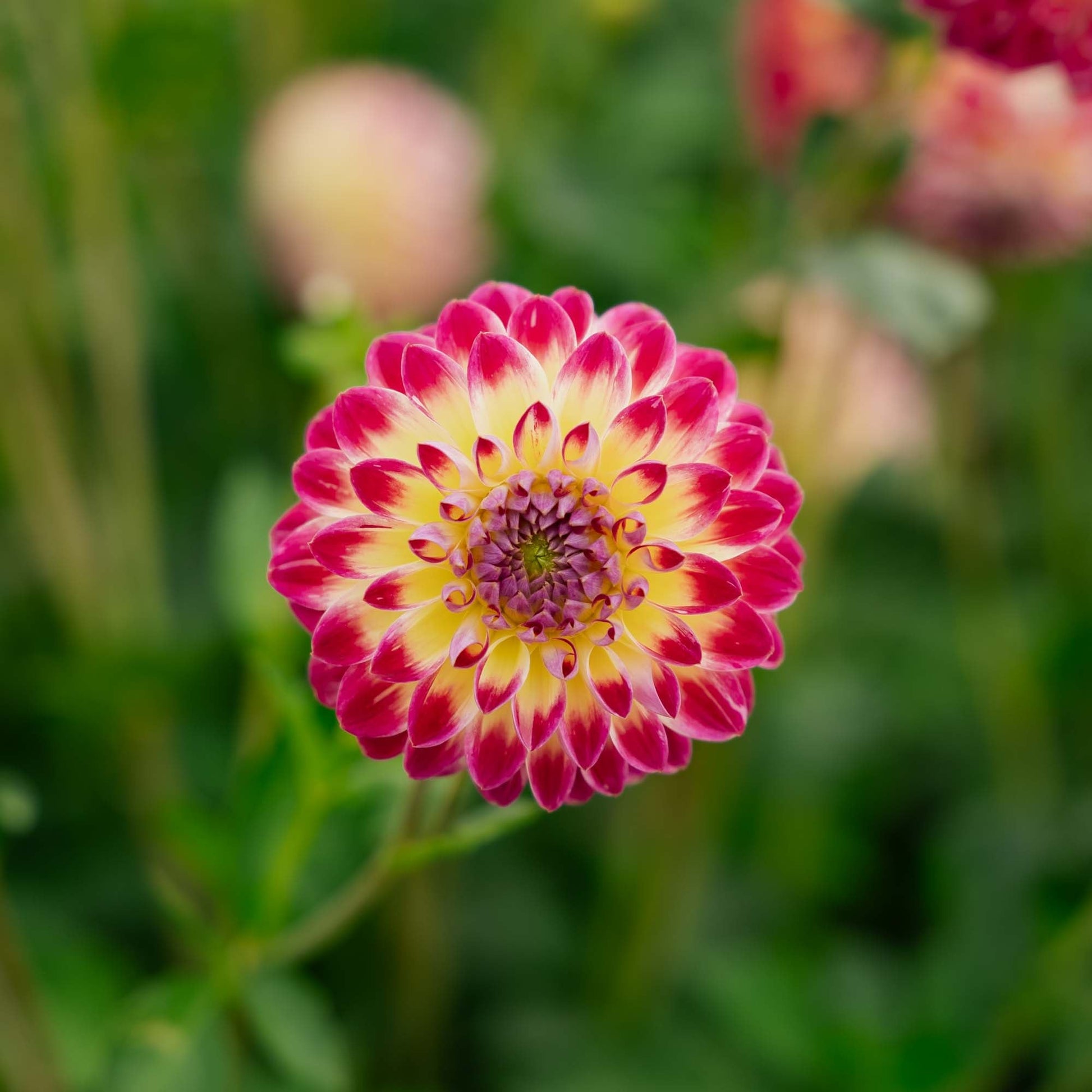 Dalia 'Hapet Daydream'