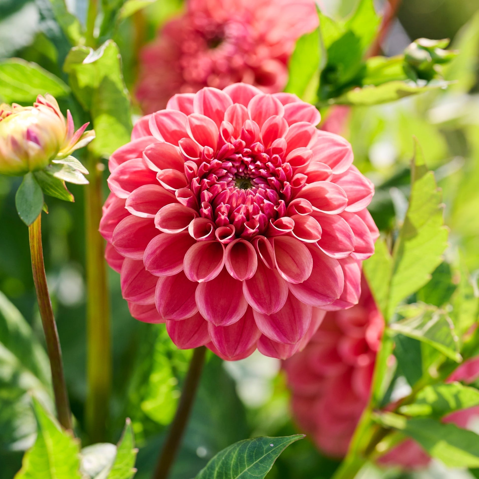 Dalia 'Iced Tea'