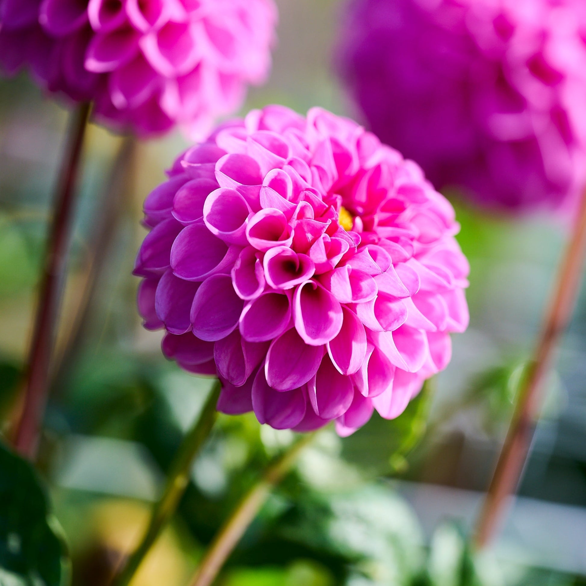 Dalia 'Jan van Schaffelaar'