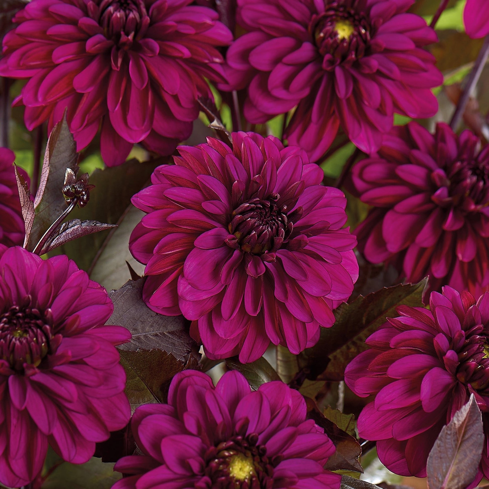 Dalia 'Jennifer Mary Ellen'