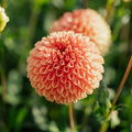 Dalia 'Jowey Linda'