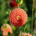 Dalia 'Jowey Linda'