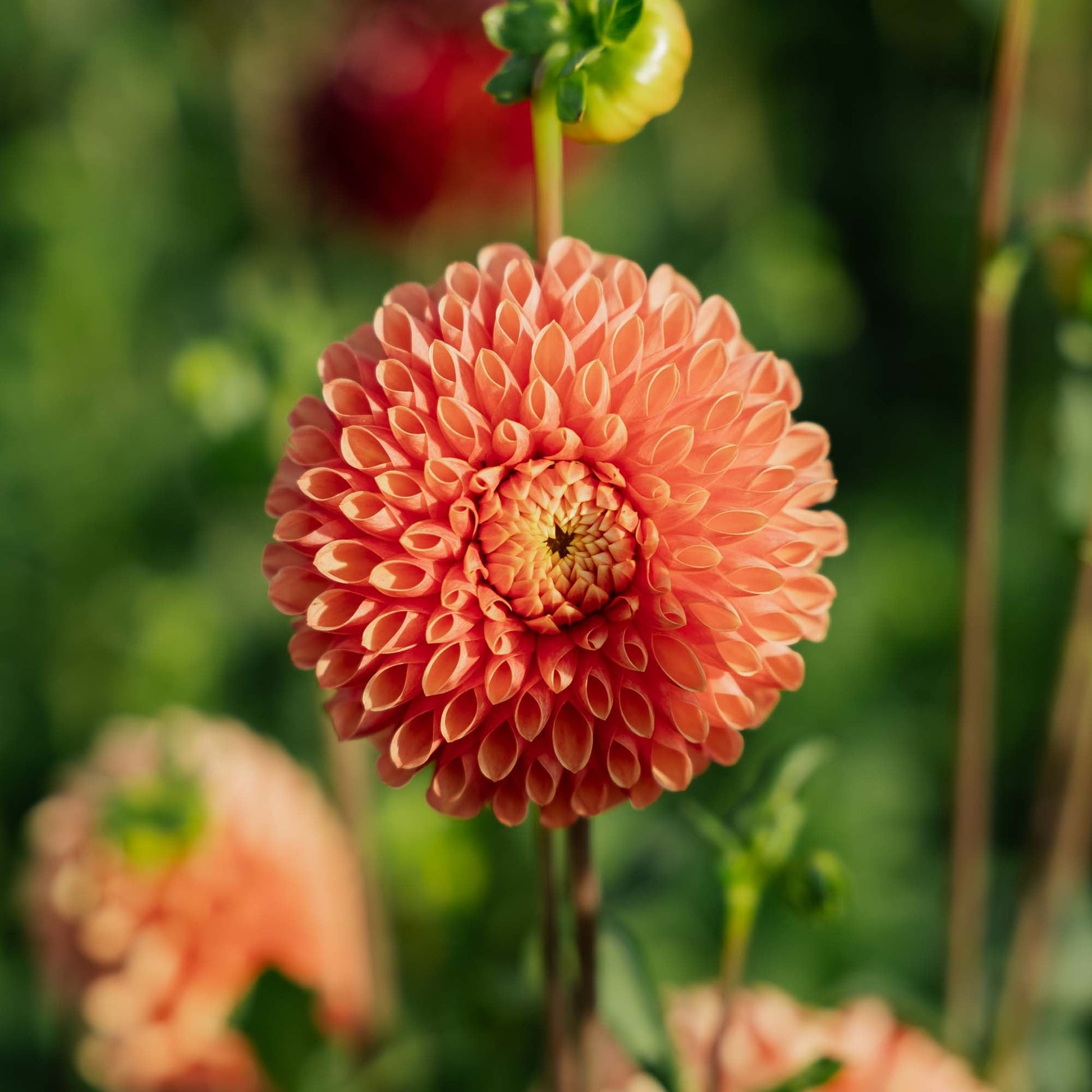 Dalia 'Jowey Linda'