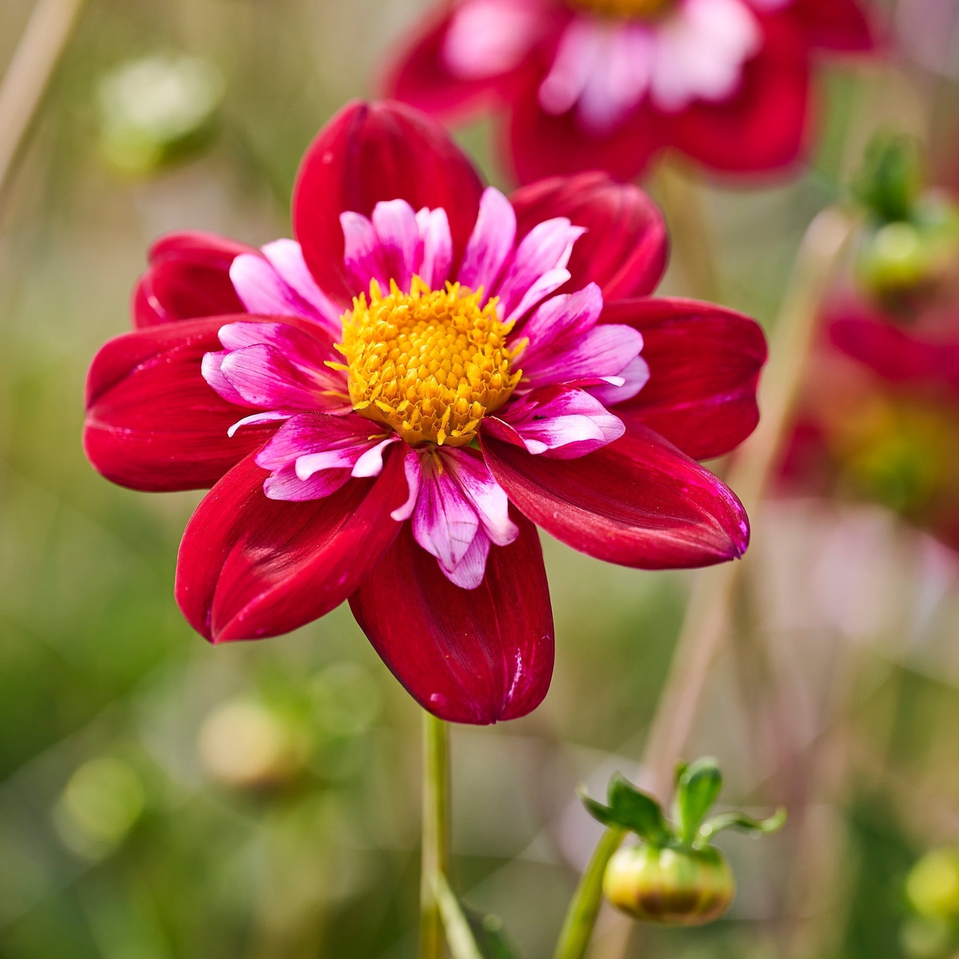 Dalia 'Joyfull Investment'