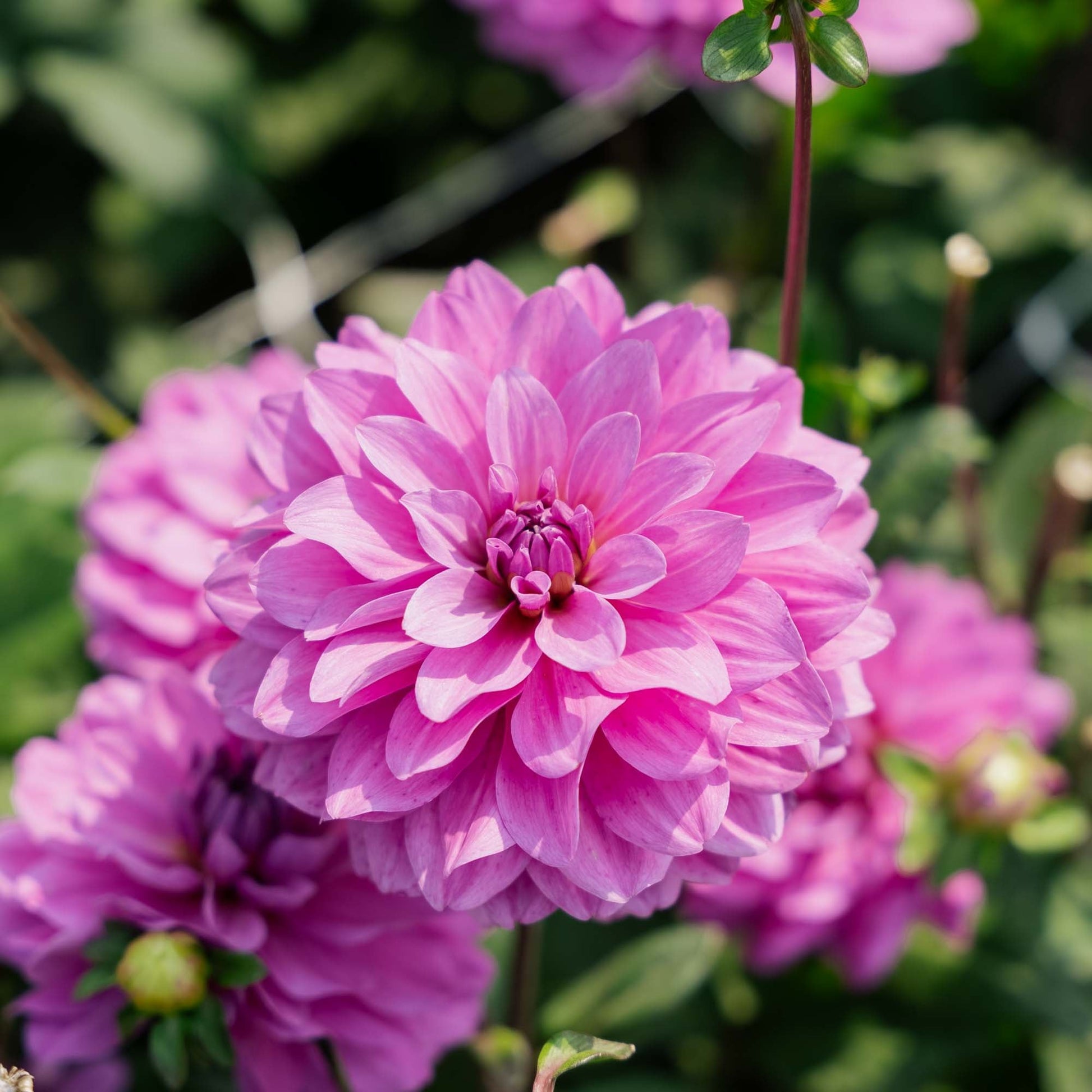 Dalia 'Karma Lagoon'