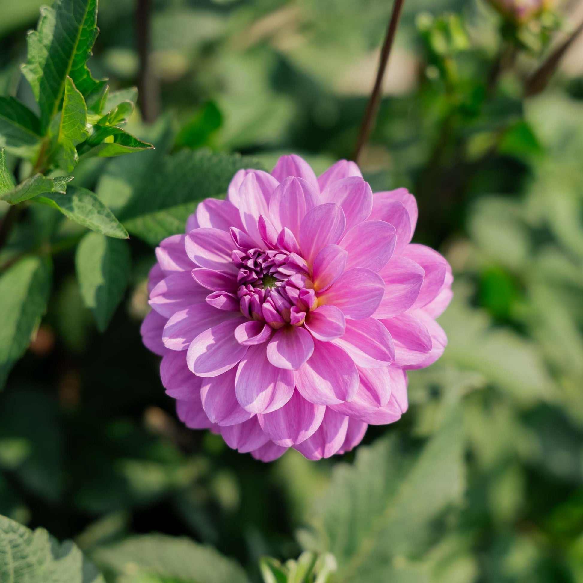 Dalia 'Karma Lagoon'