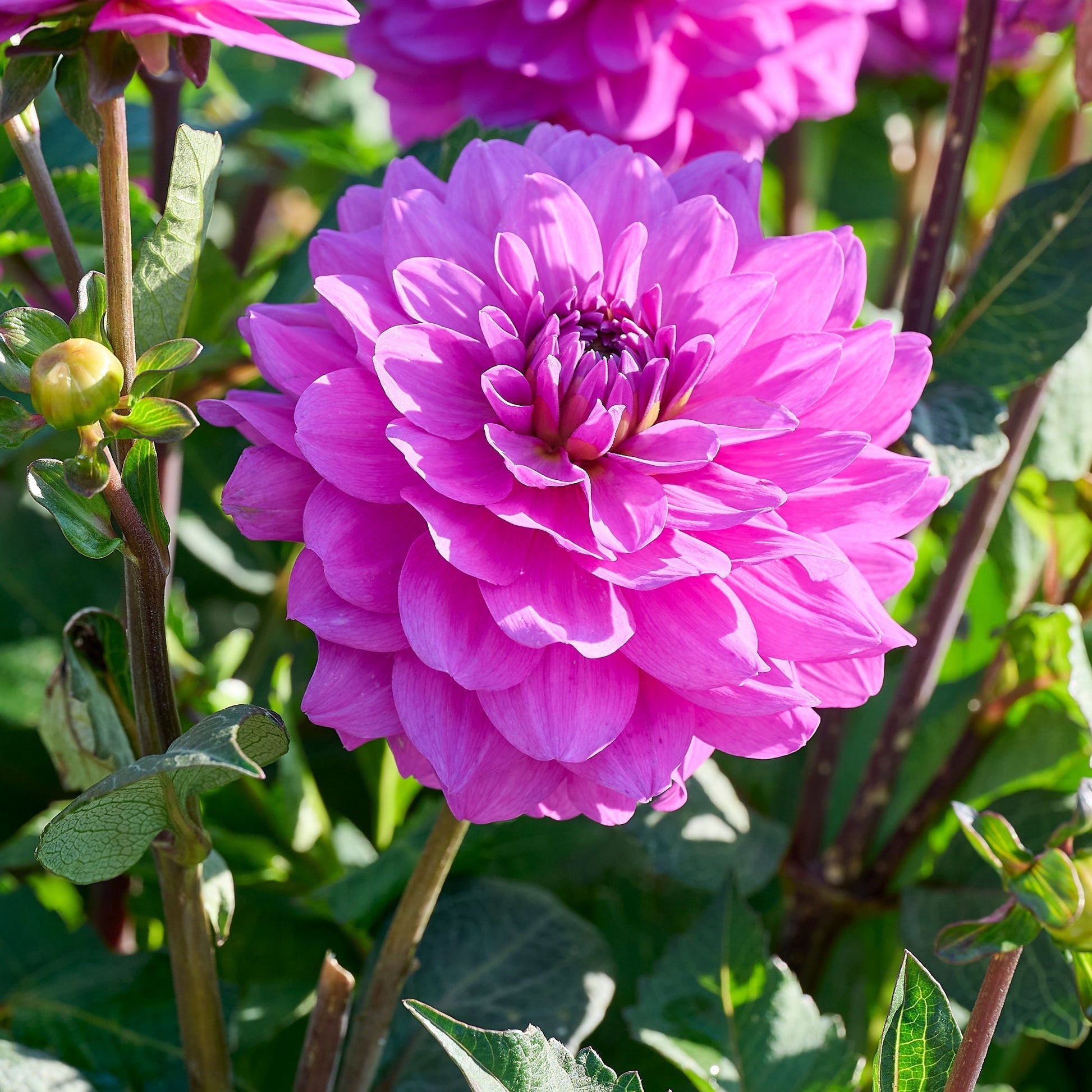 Dalia 'Karma Lagoon'