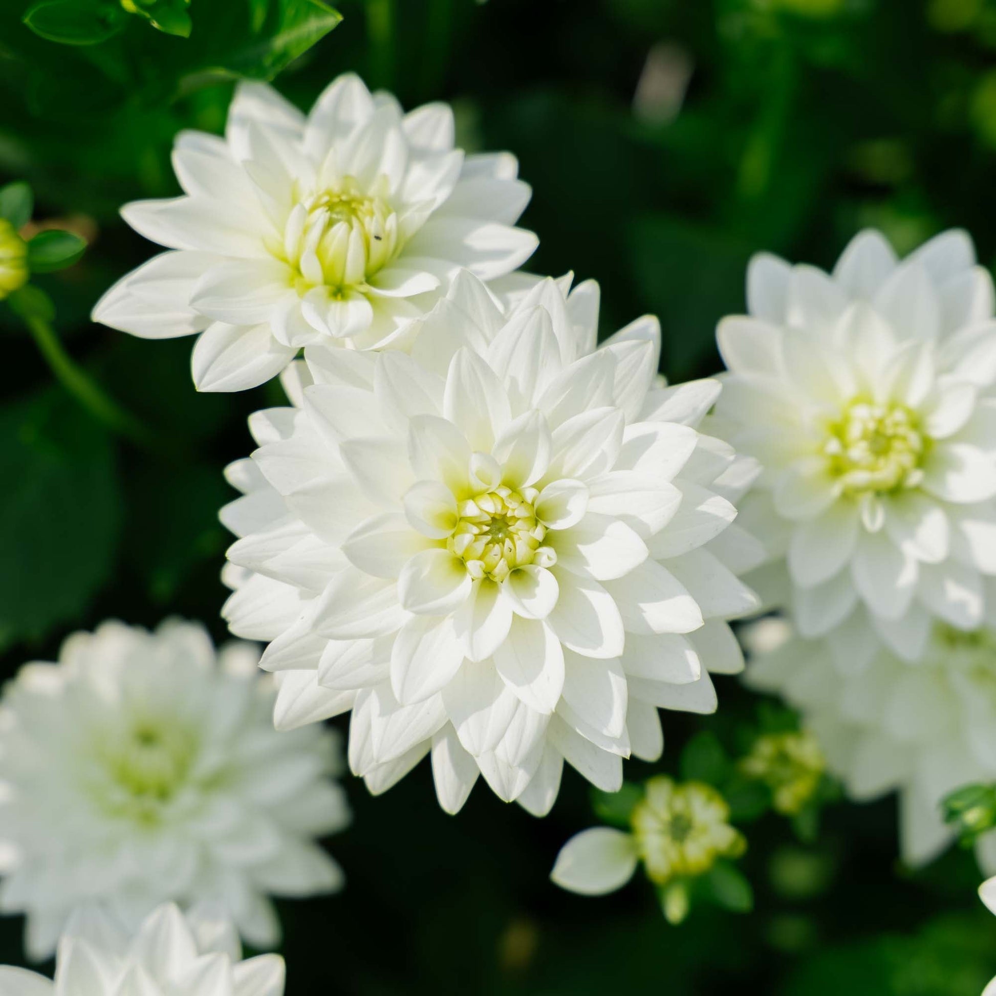 Dalia 'Karma Maarten Zwaan'