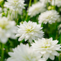 Dalia 'Karma Maarten Zwaan'