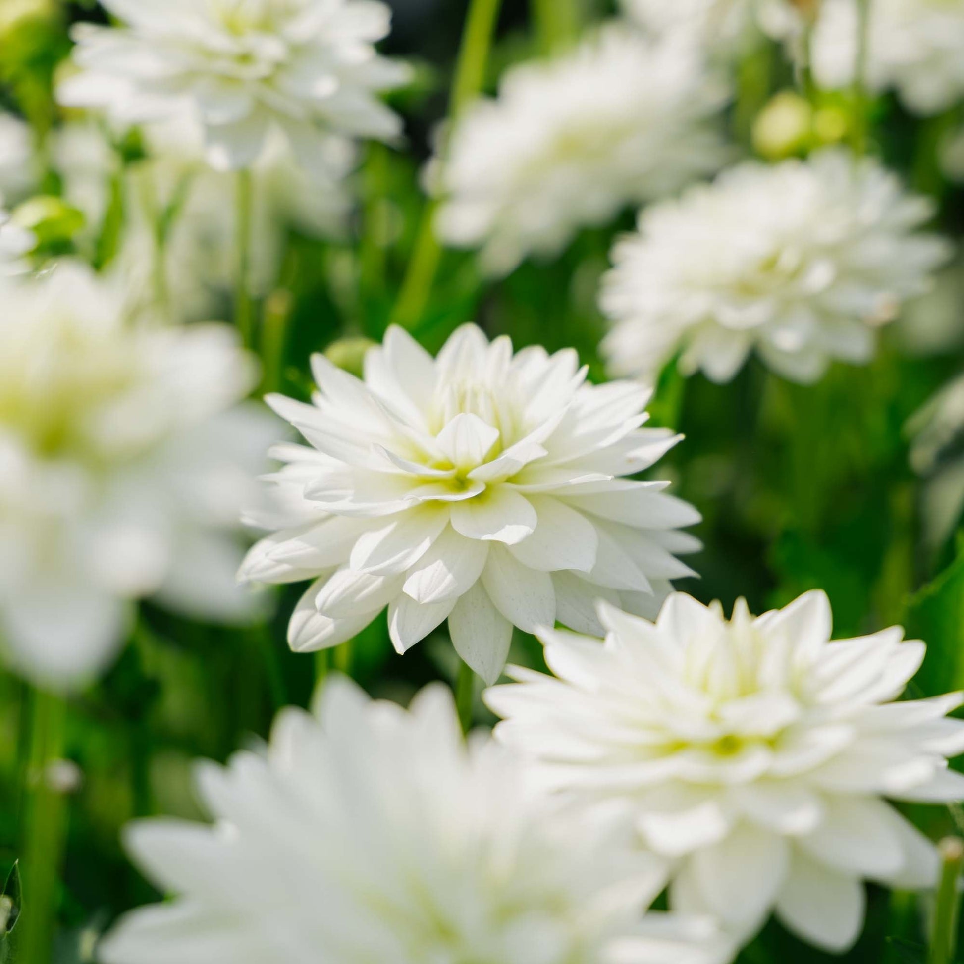 Dalia 'Karma Maarten Zwaan'