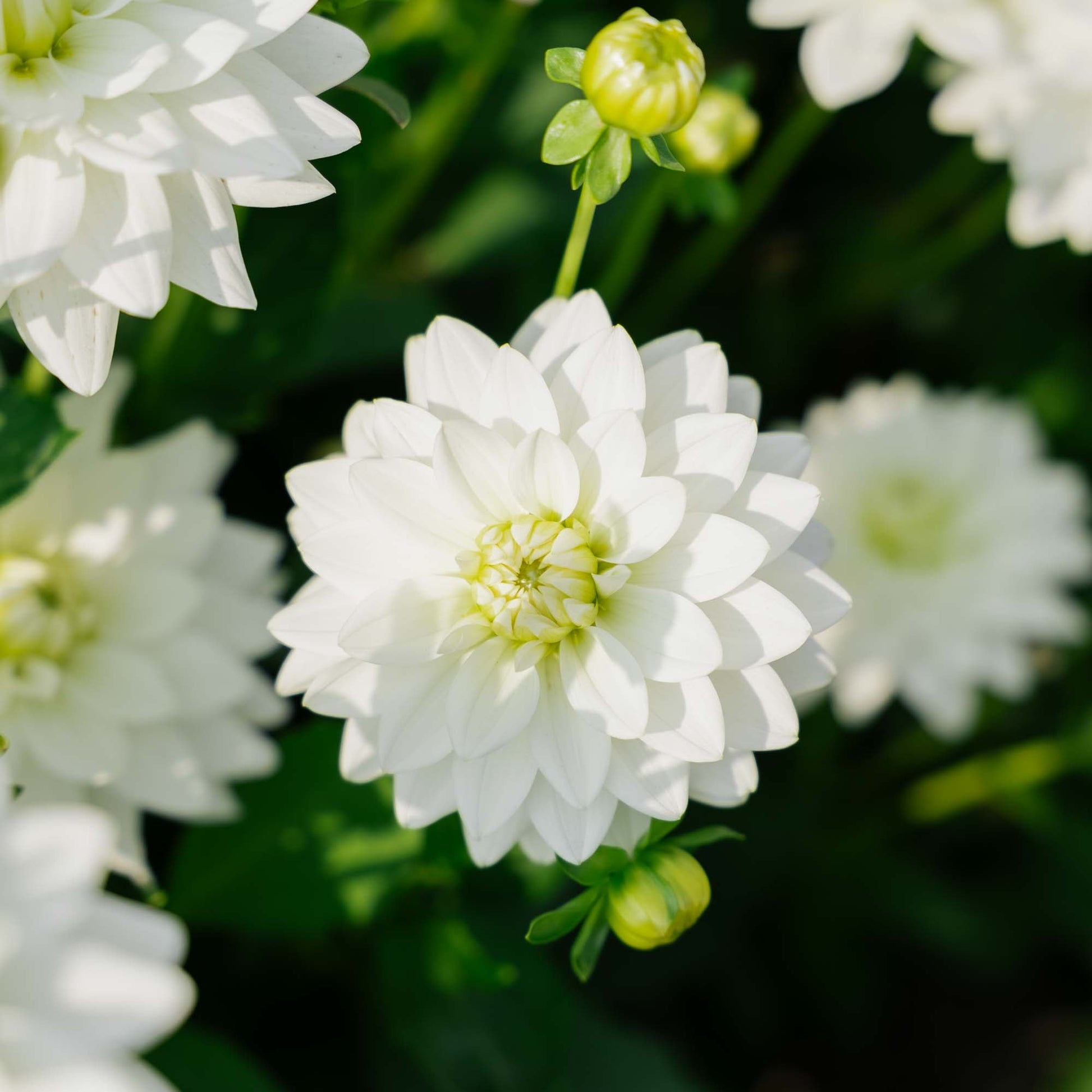 Dalia 'Karma Maarten Zwaan'