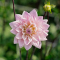 Dalia 'Karma Prospero'