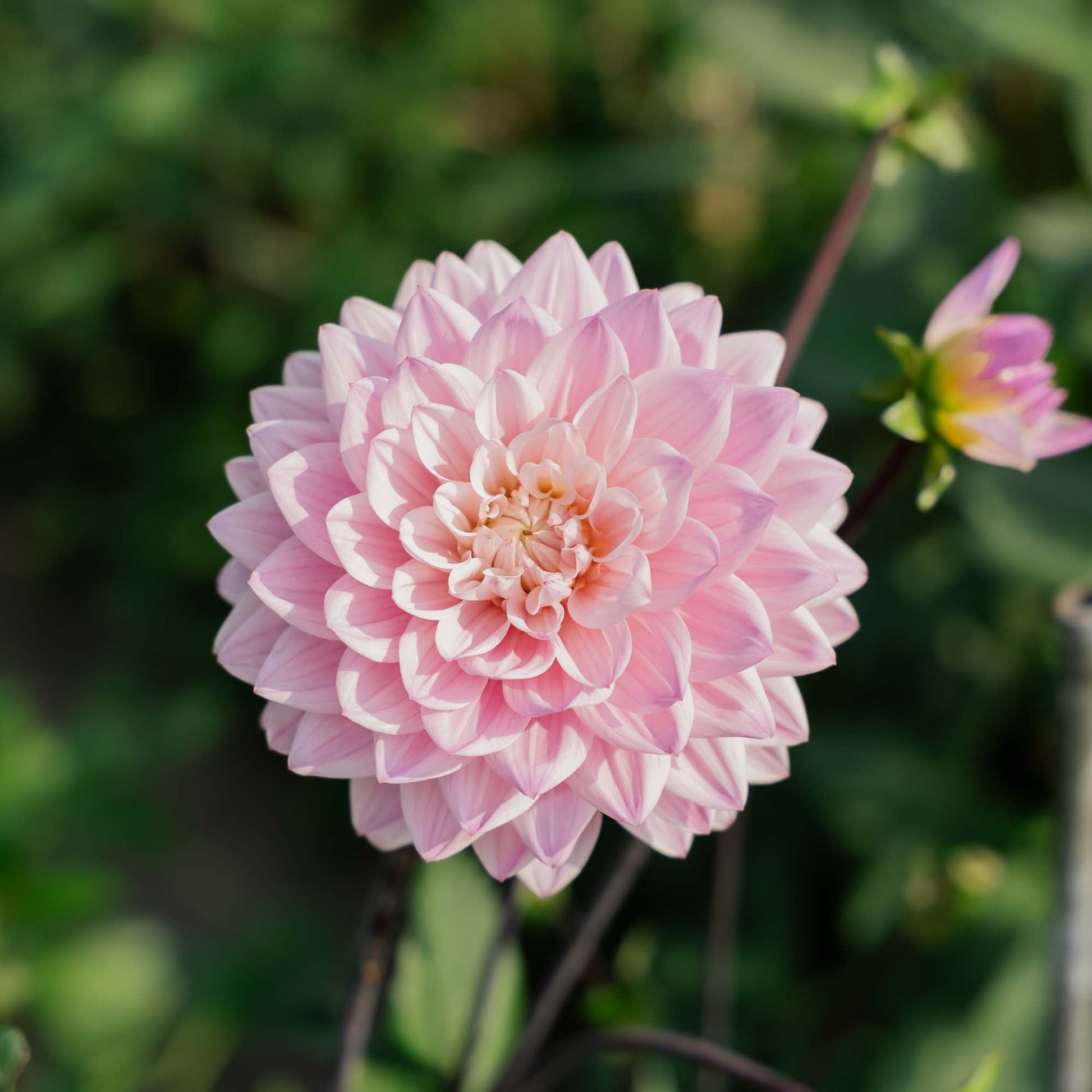 Dalia 'Karma Prospero'