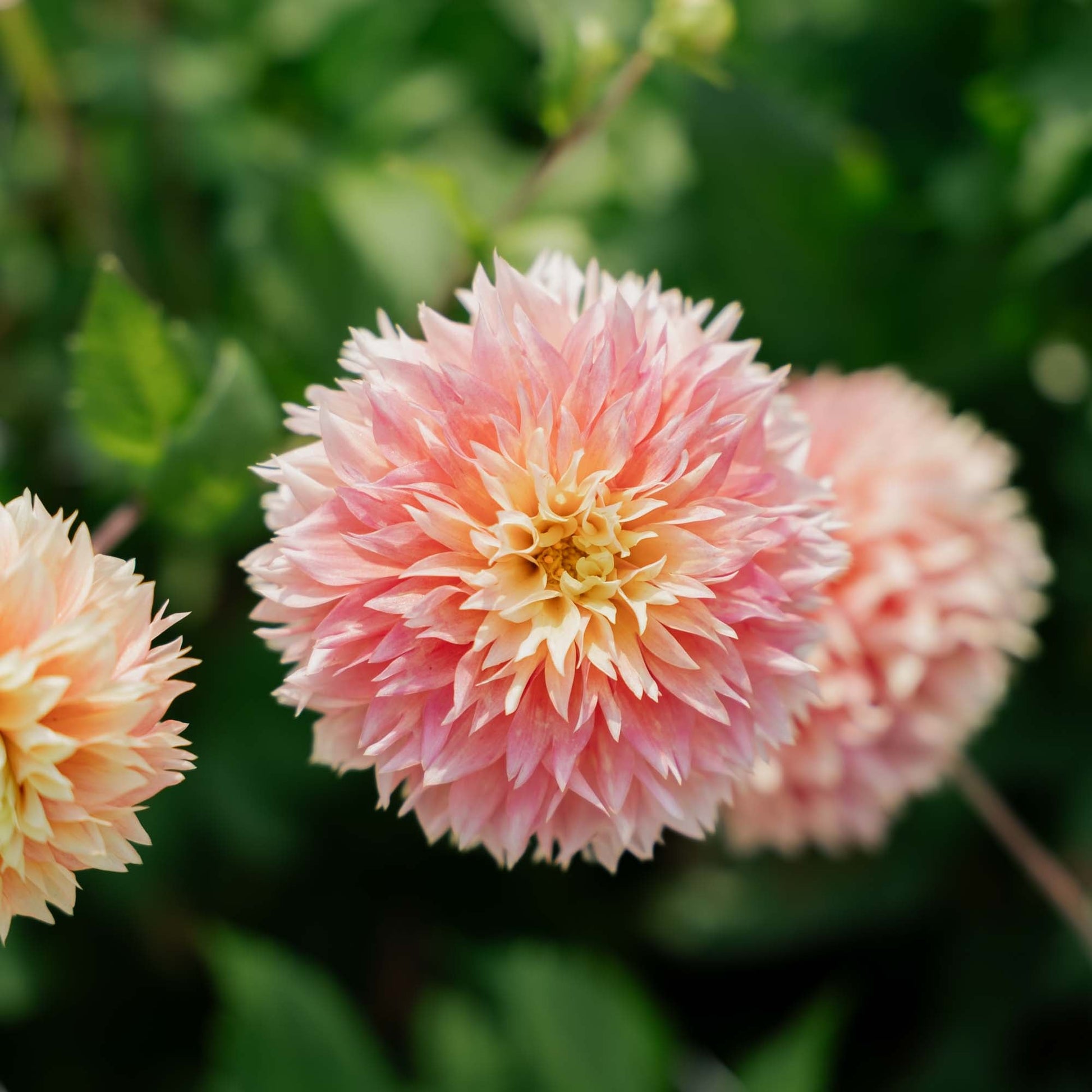 Dalia 'Kogane Fubuki'