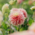 Dalia 'Kogane Fubuki'
