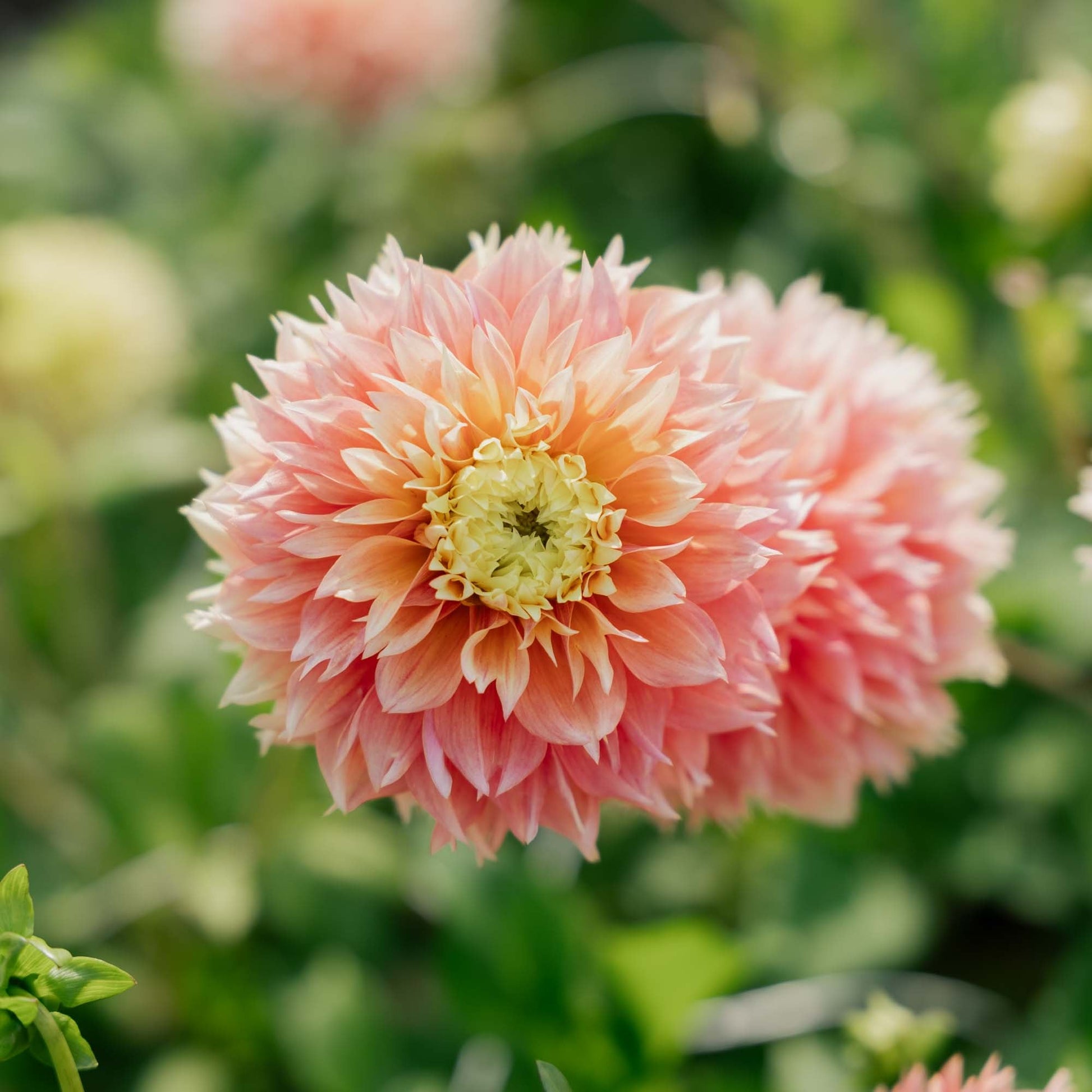 Dalia 'Kogane Fubuki'