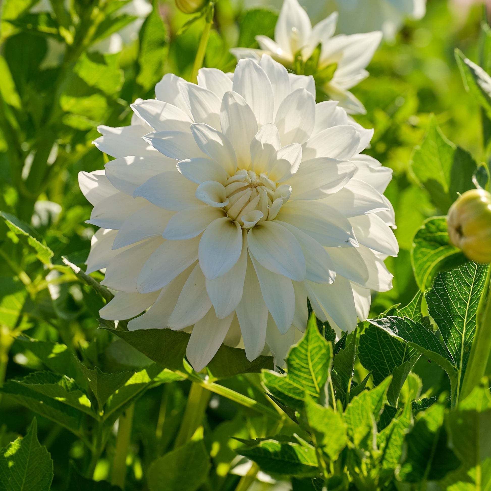 Dalia 'Lady Liberty'
