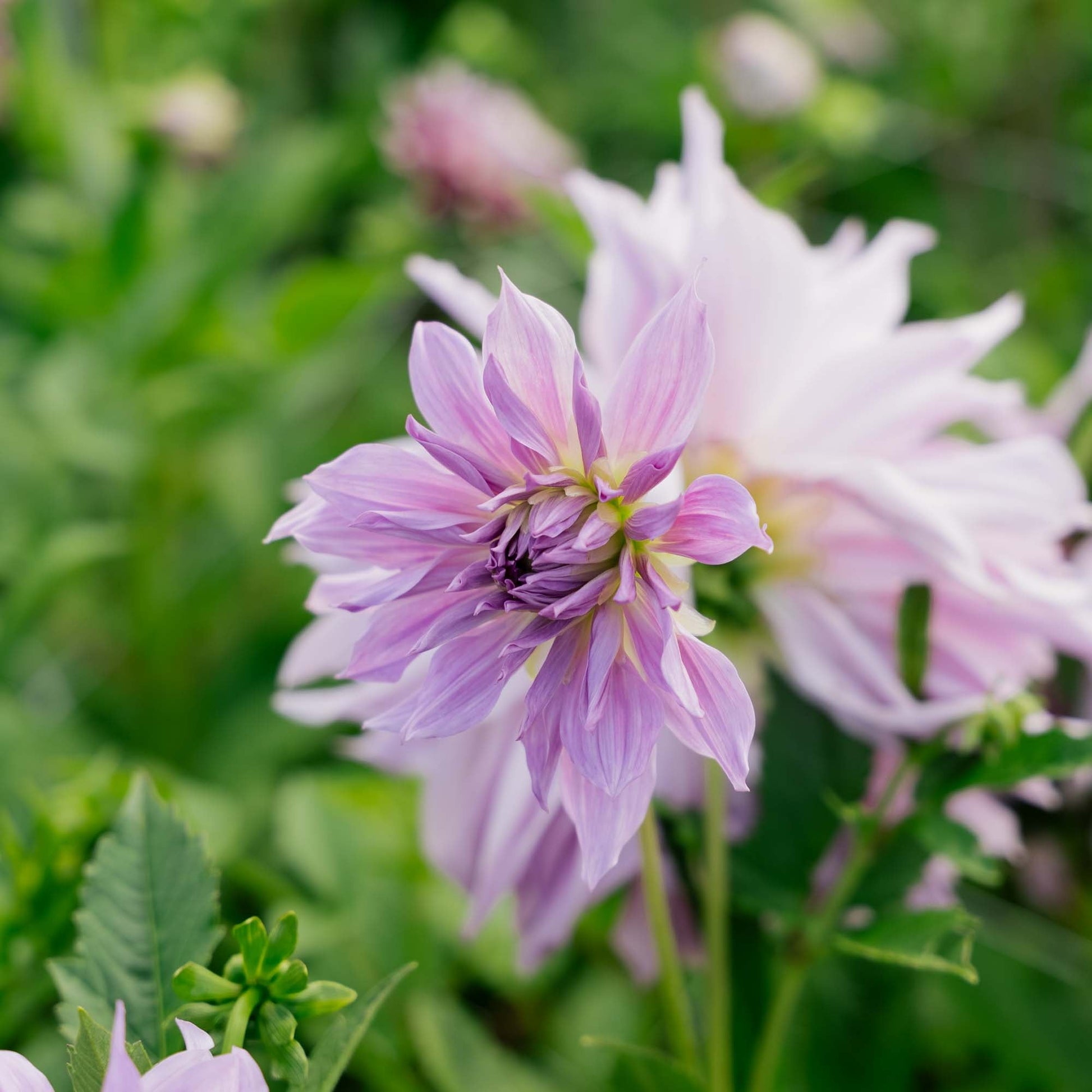 Dalia 'Lavender Ruffles'