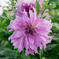 Dalia 'Lavender Ruffles'