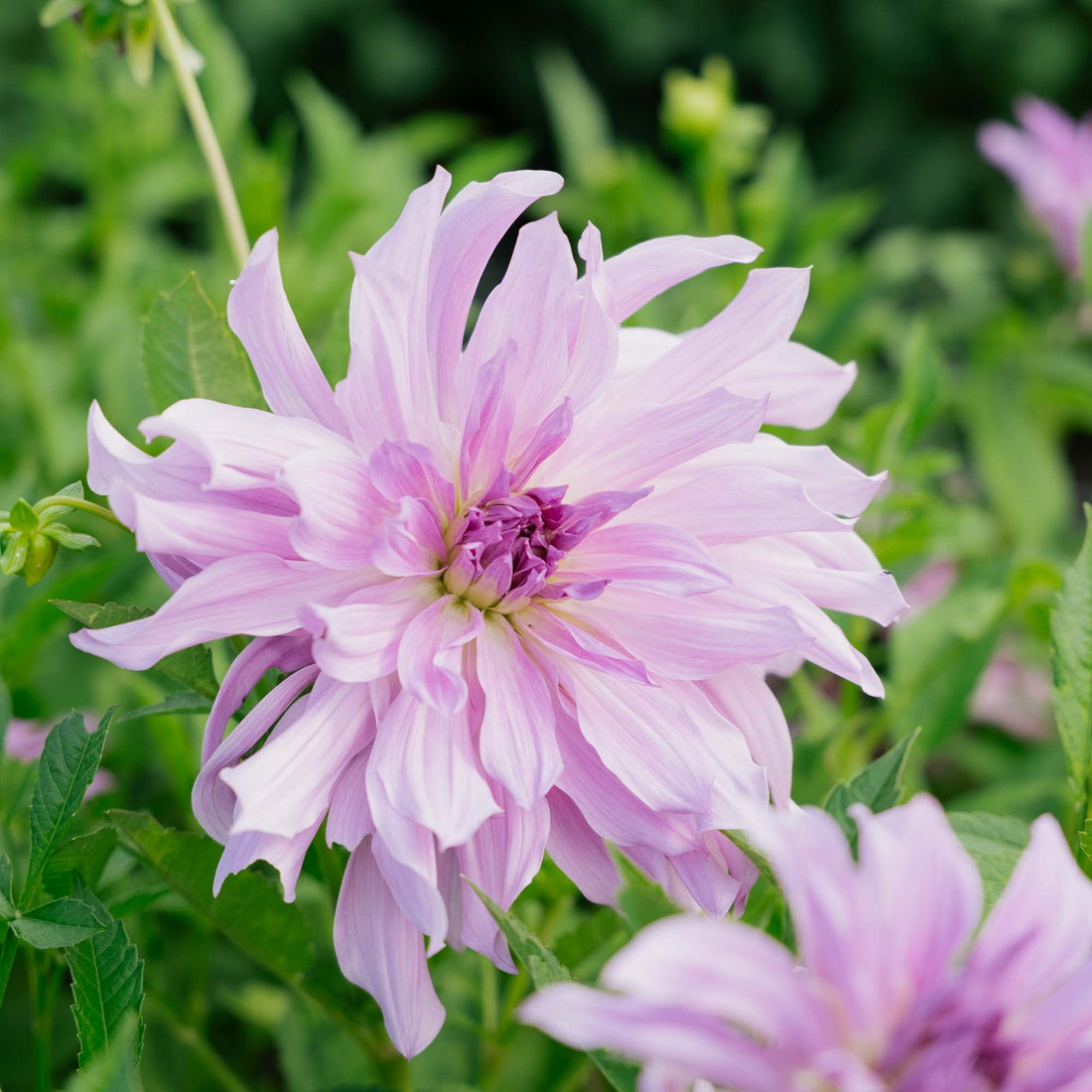 Dalia 'Lavender Ruffles'