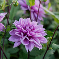 Dalia 'Lilac Time'