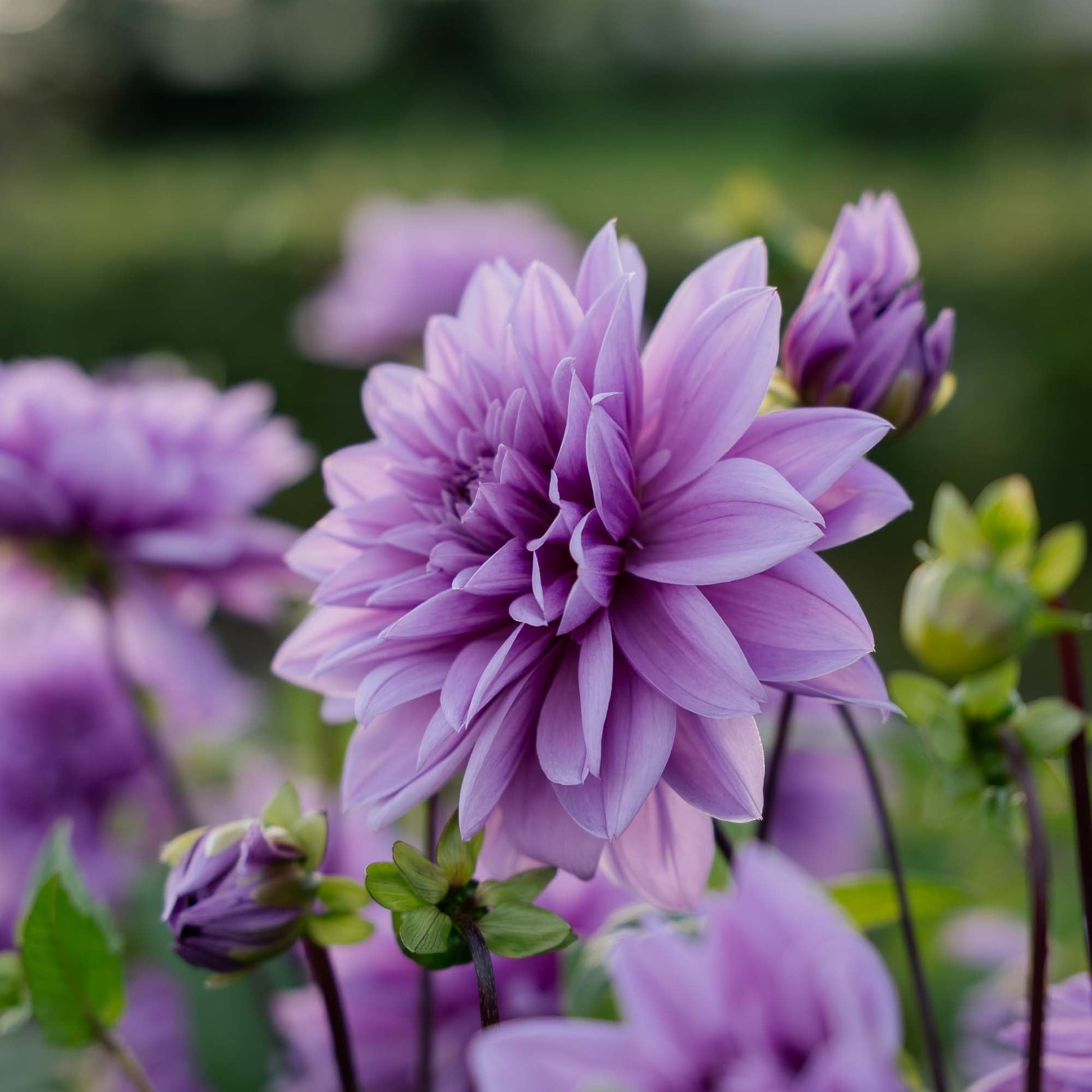 Dalia 'Lilac Time'