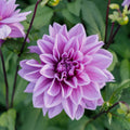 Dalia 'Lilac Time'