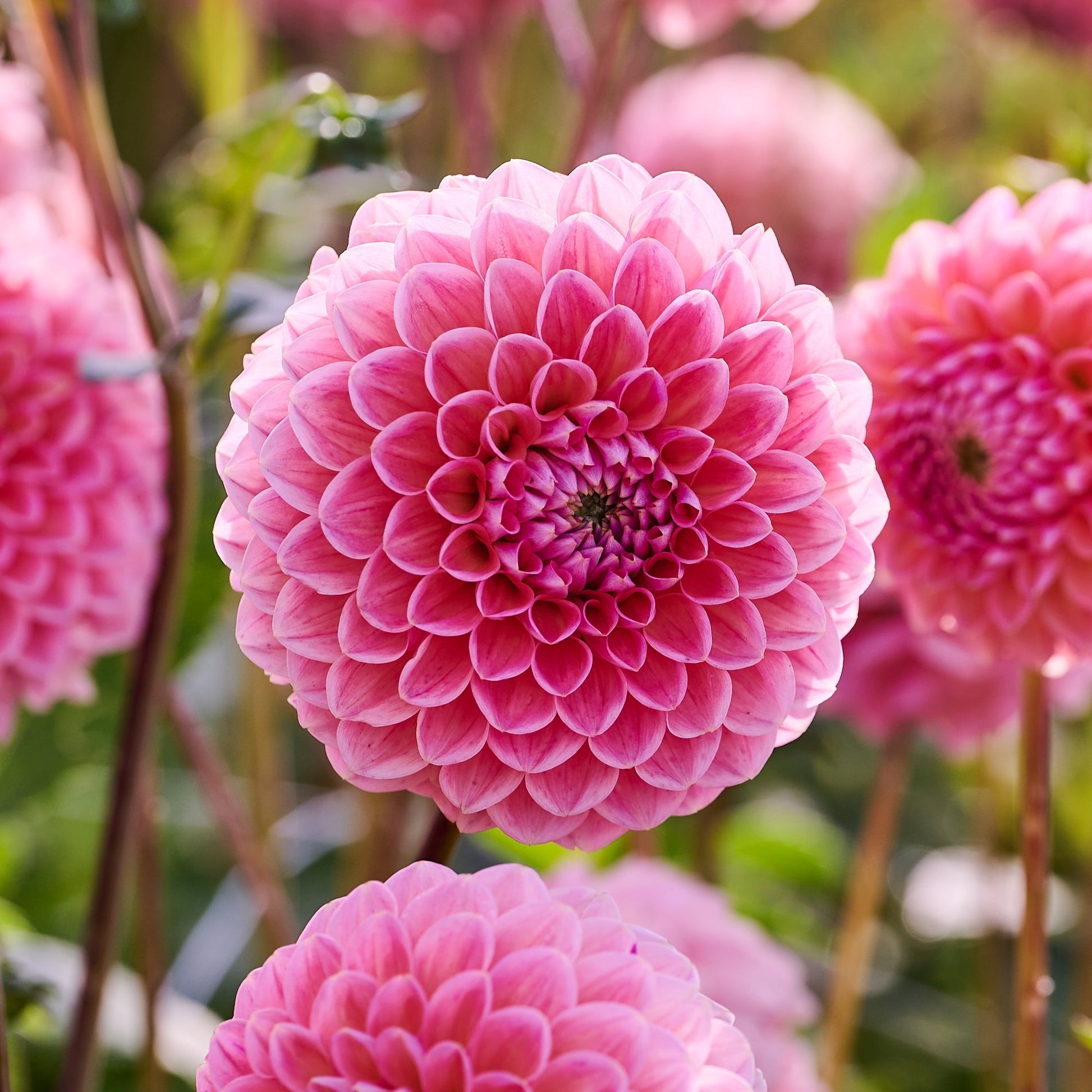 Dalia 'Linda's Baby'