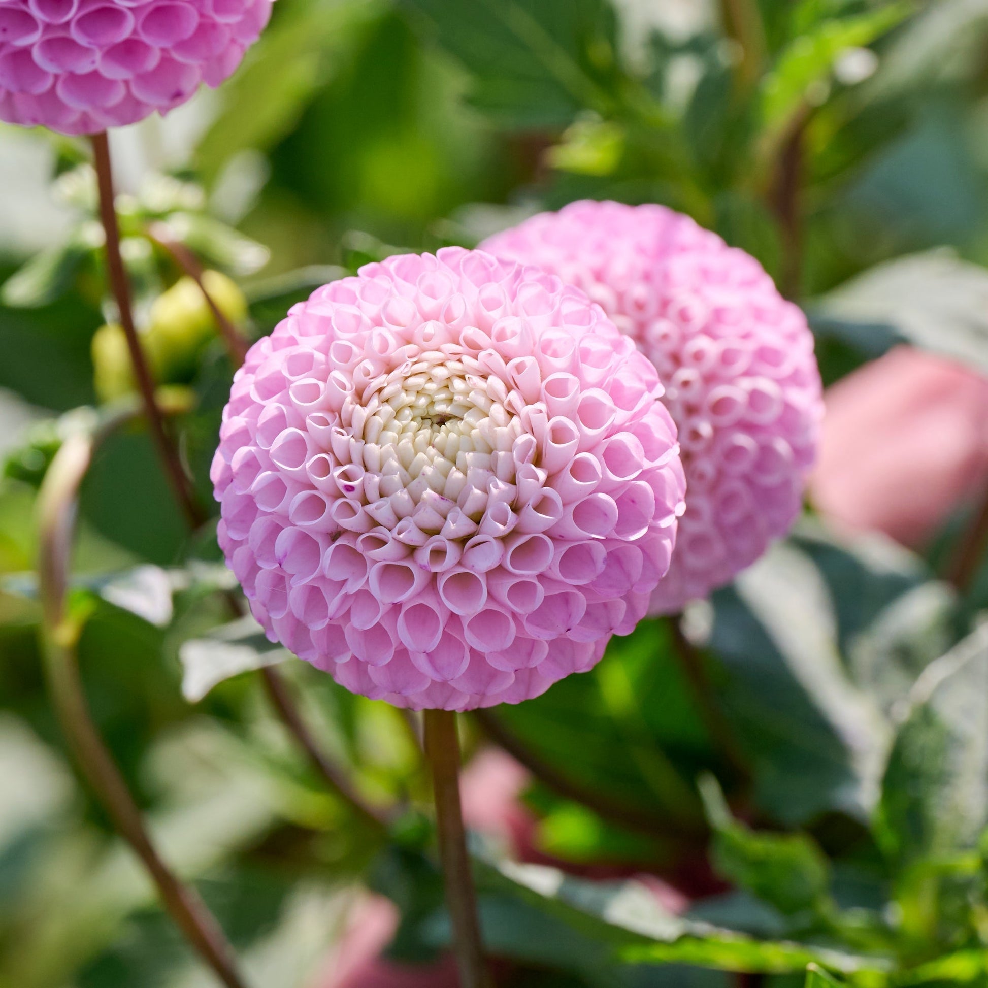Dalia 'Maaike'