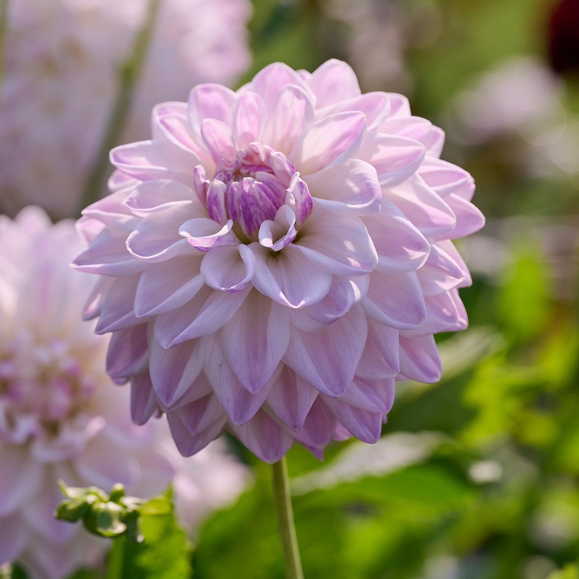 Dalia 'Mama mia'
