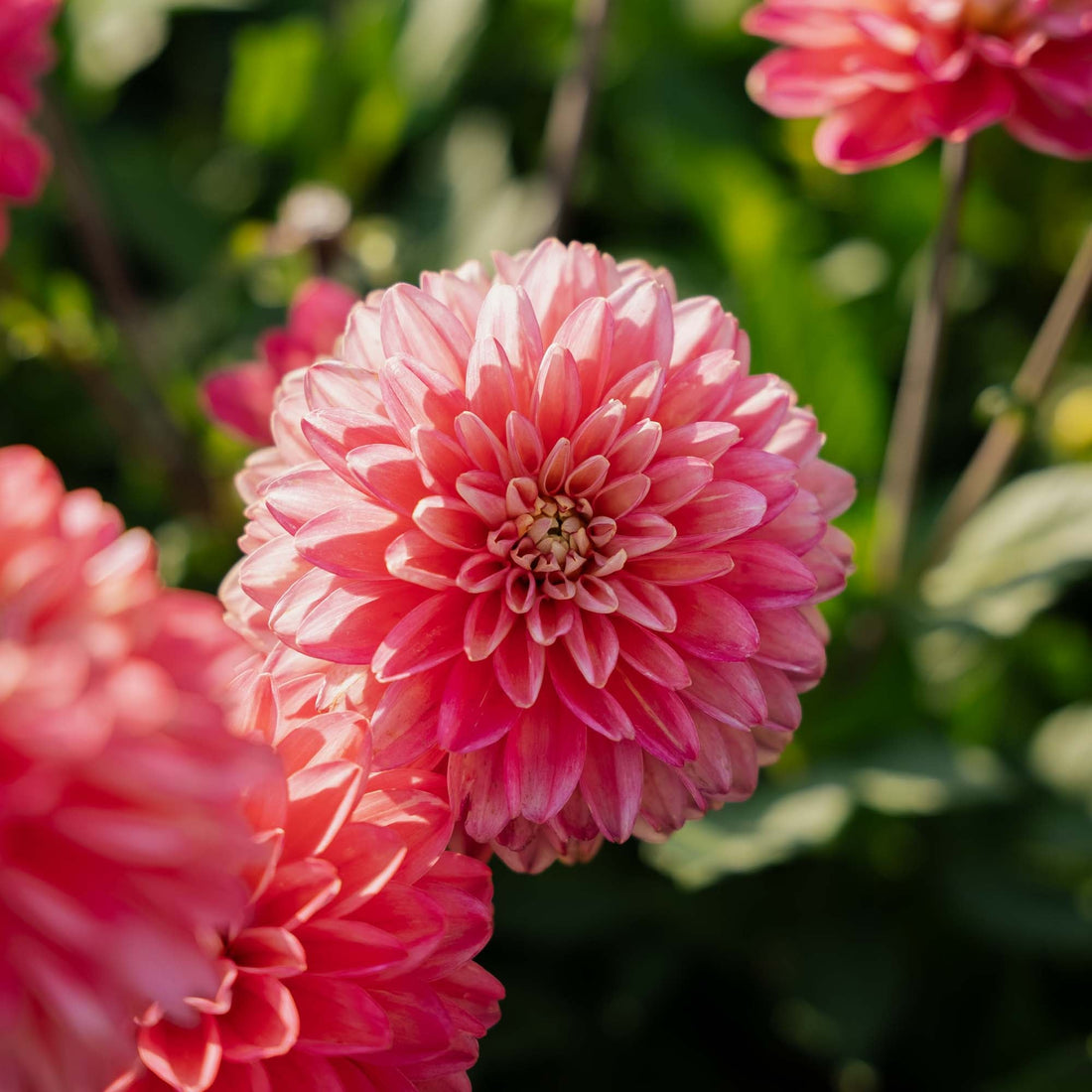 Dalia 'Melody Allegro'