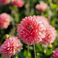 Dalia 'Melody Allegro'