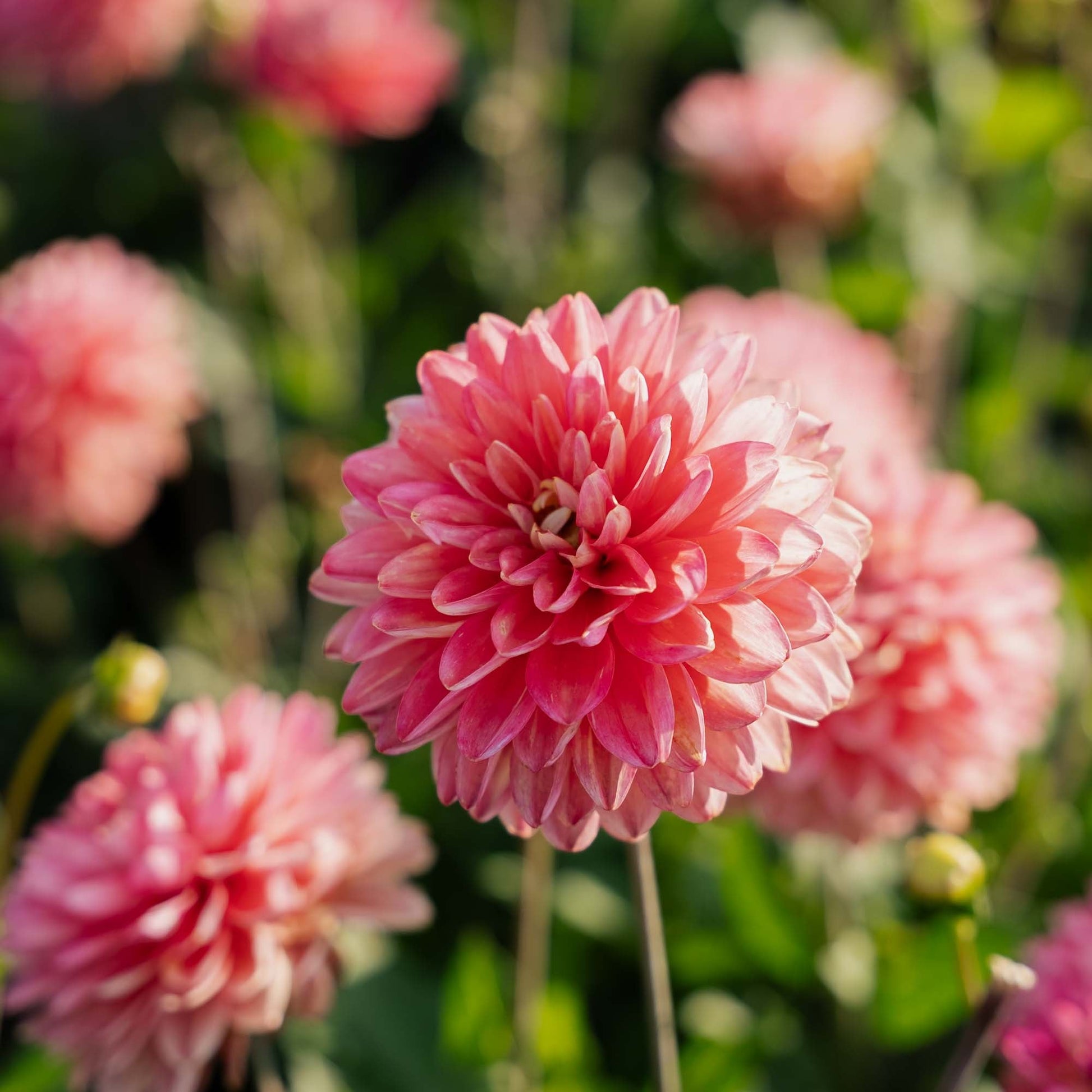 Dalia 'Melody Allegro'