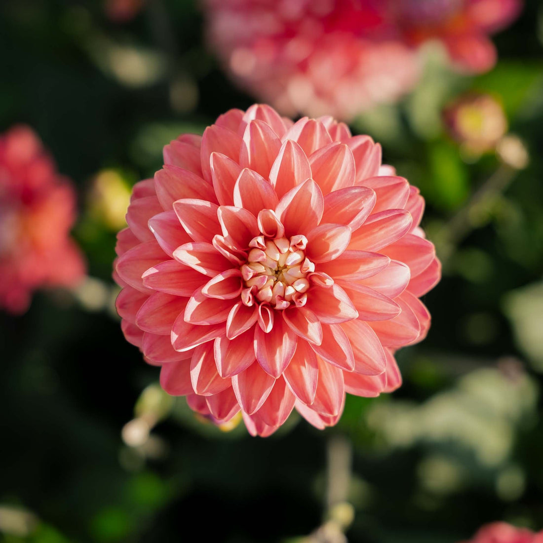 Dalia 'Melody Allegro'