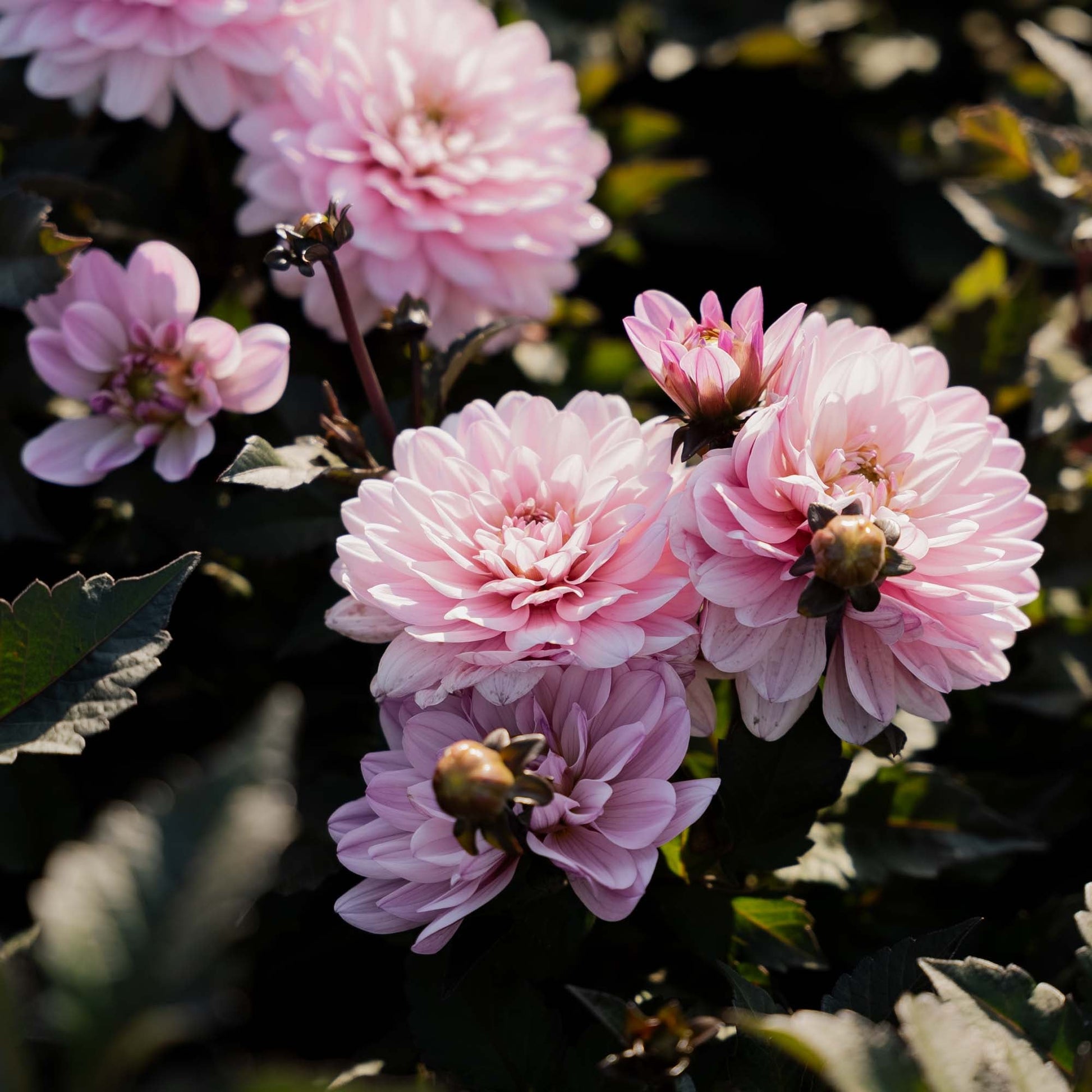 Dalia 'Melody Harmony'