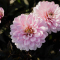 Dalia 'Melody Harmony'