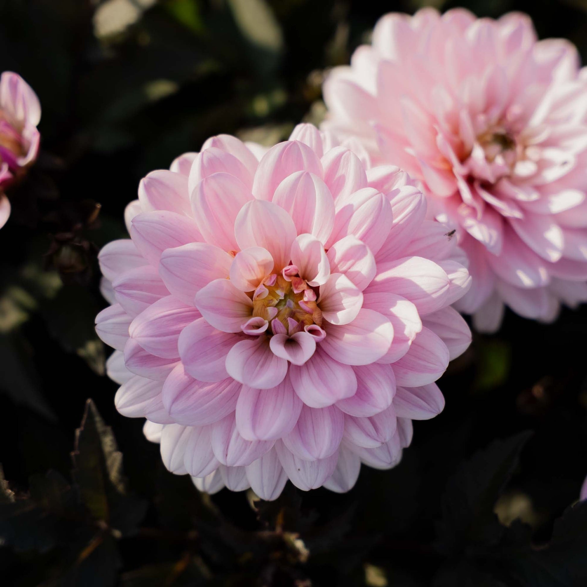 Dalia 'Melody Harmony'