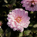 Dalia 'Melody Harmony'