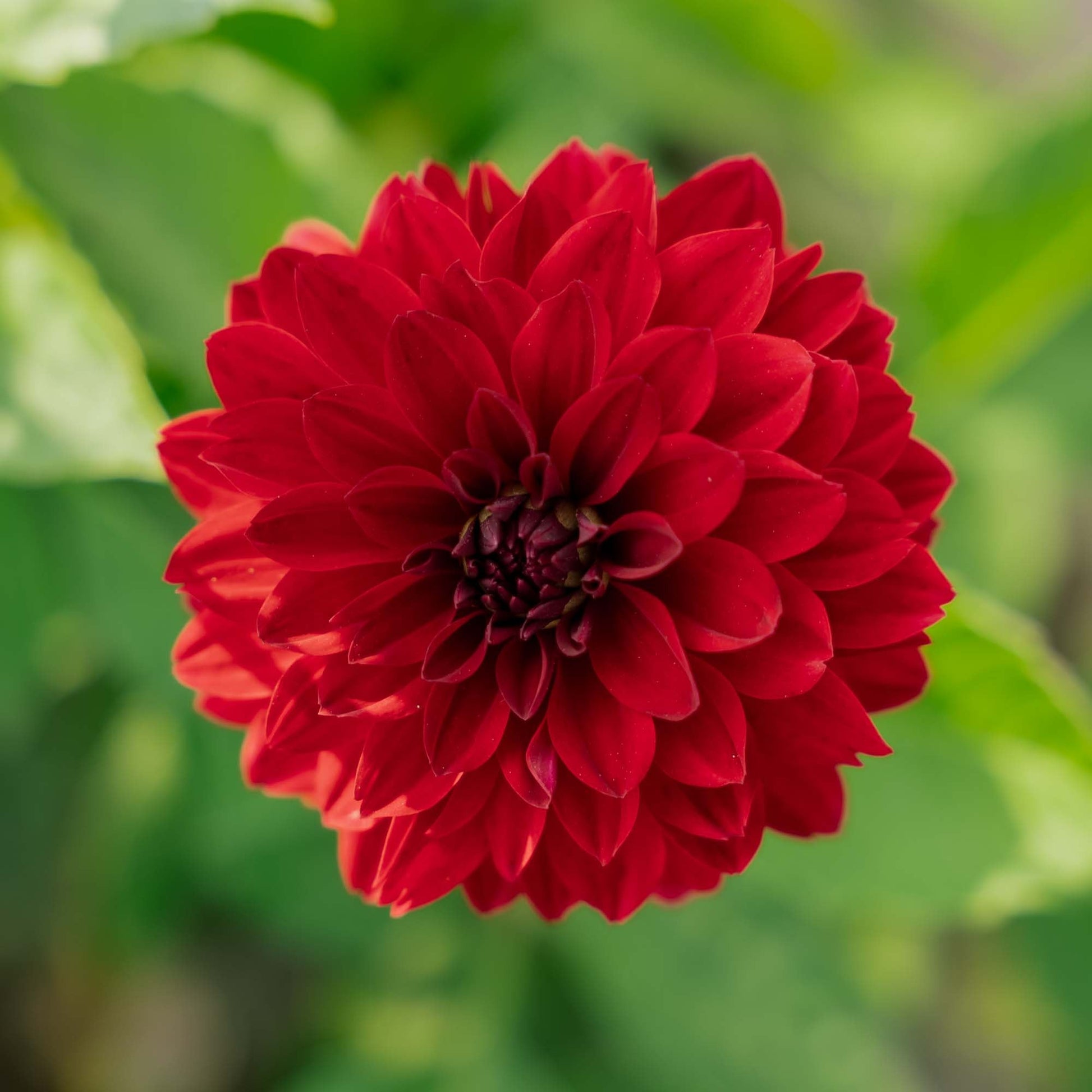 Dalia 'Melody Mambo'