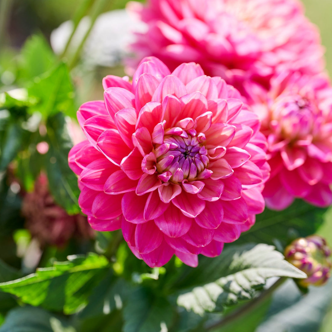 Dalia 'Melody Pink Allegro'