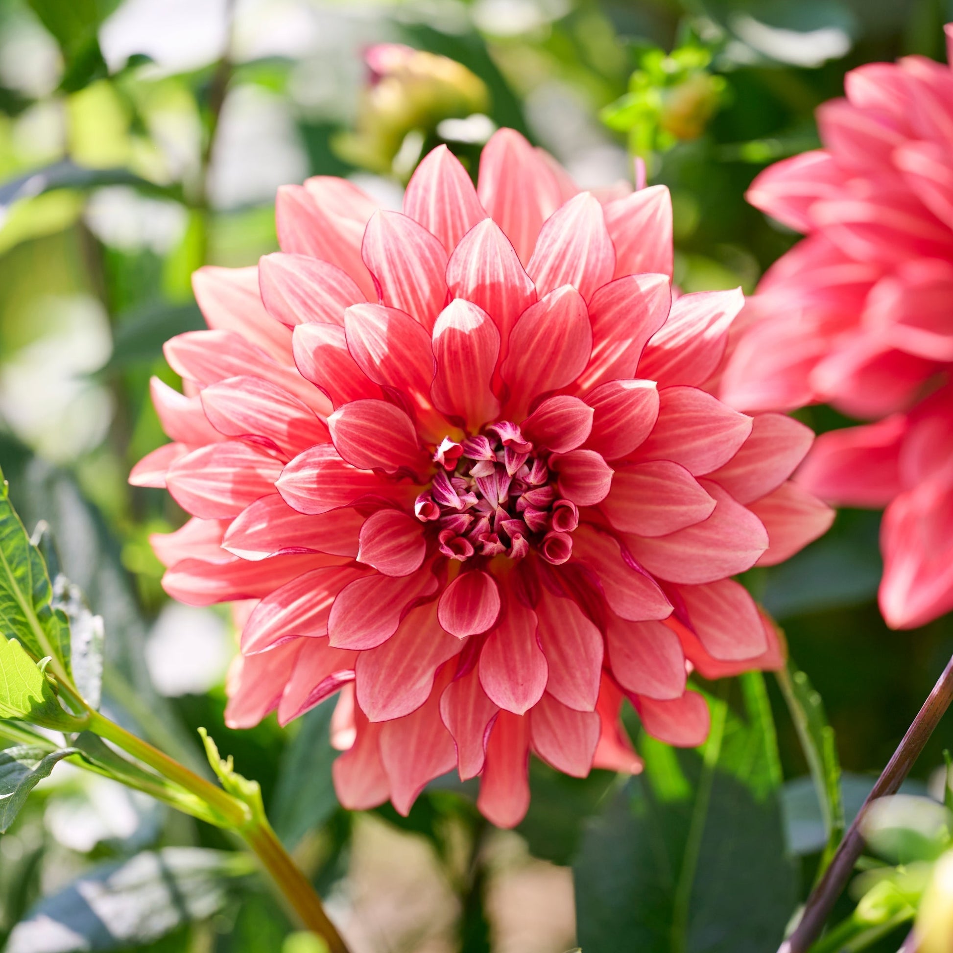 Dalia 'Miss Brandy'