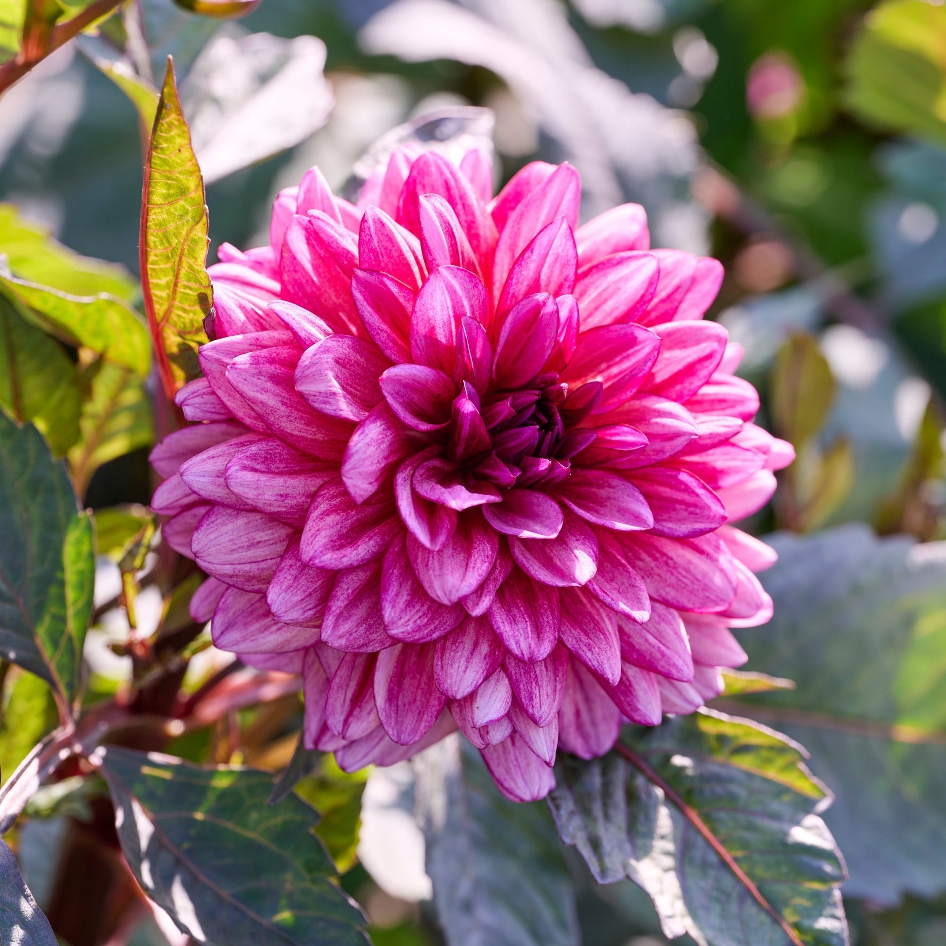 Dalia 'Molly Raven'