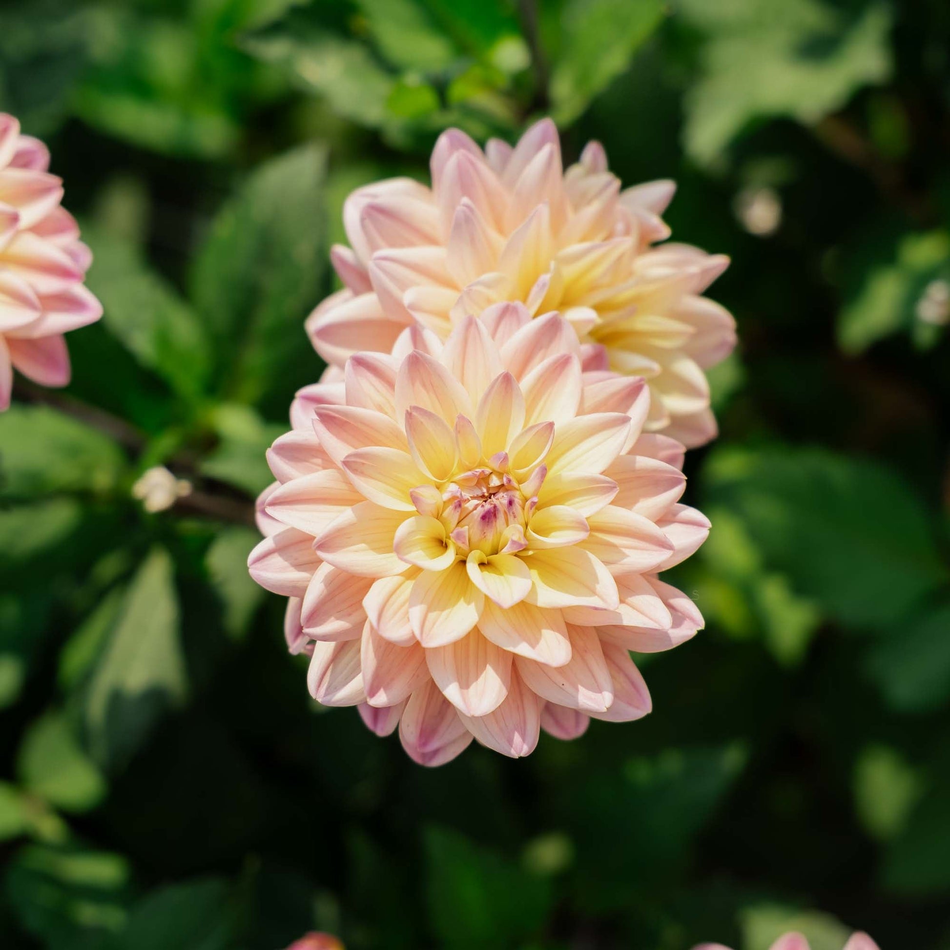 Dalia 'Mondriaan'