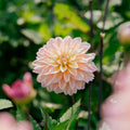 Dalia 'Mondriaan'