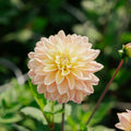 Dalia 'Mondriaan'