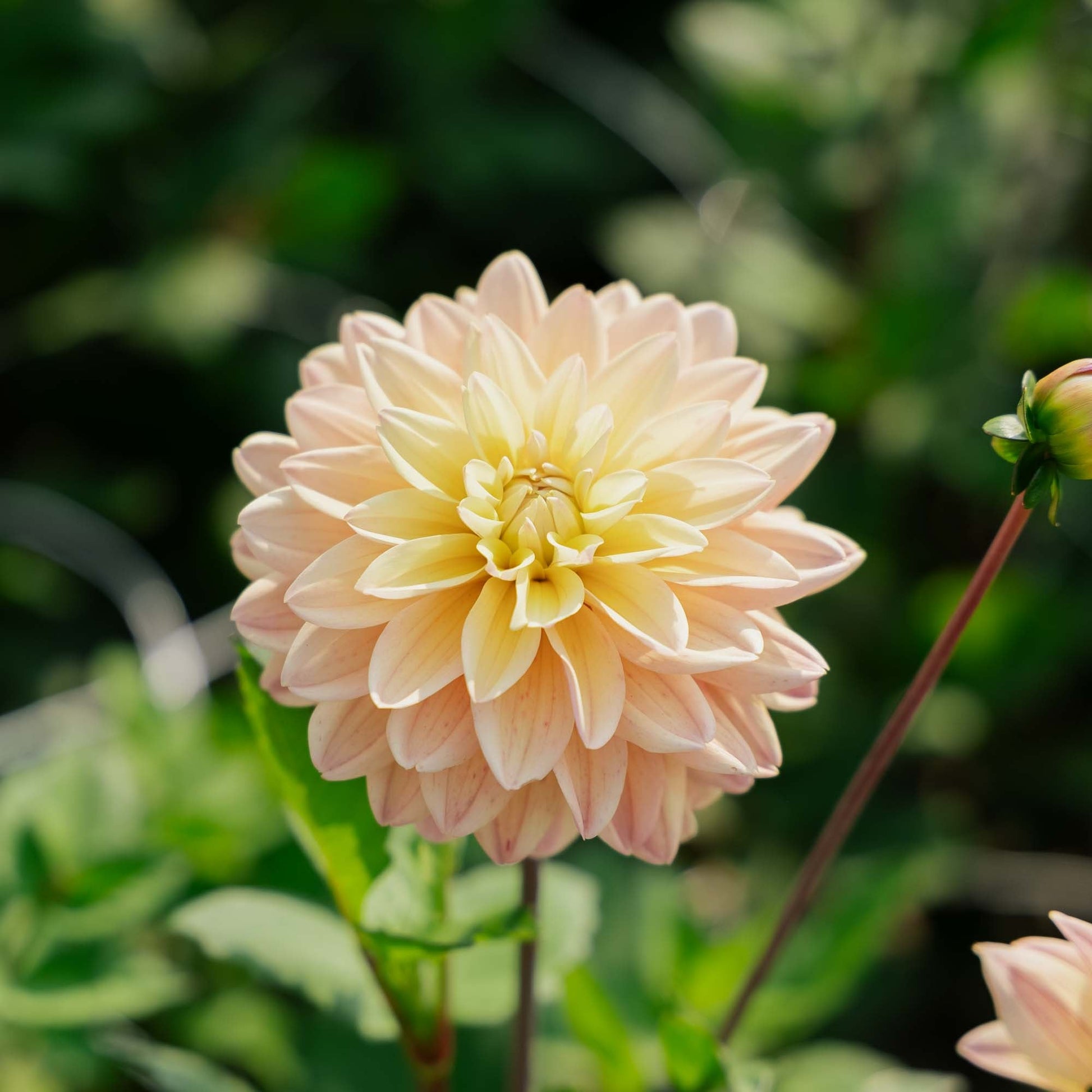 Dalia 'Mondriaan'