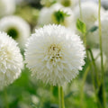 Dalia 'Myama Fubuki'