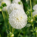 Dalia 'Myama Fubuki'
