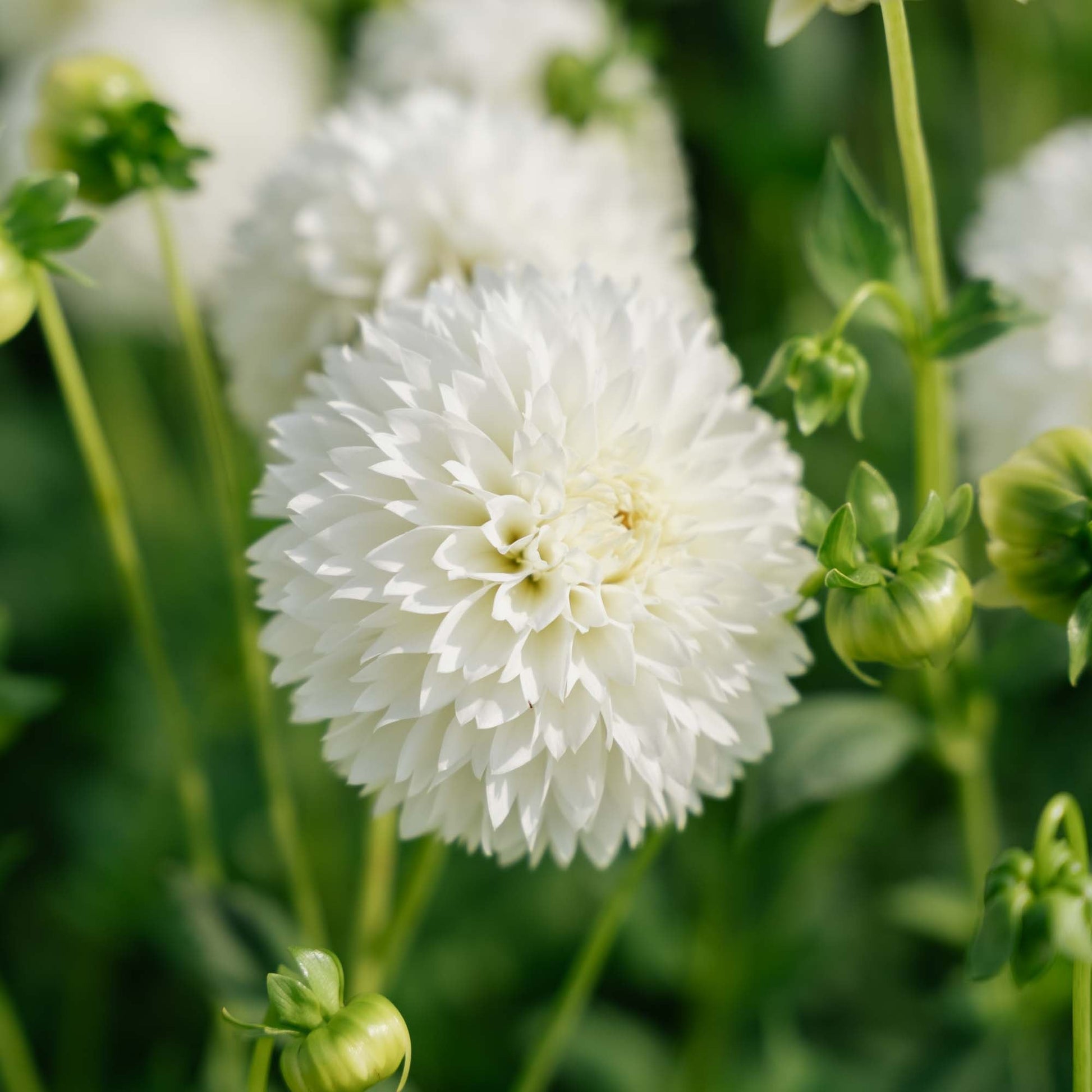 Dalia 'Myama Fubuki'